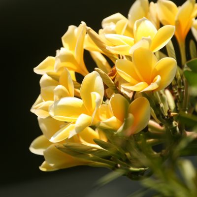 A closeup shot of blooming yellow flowers in the greenery
