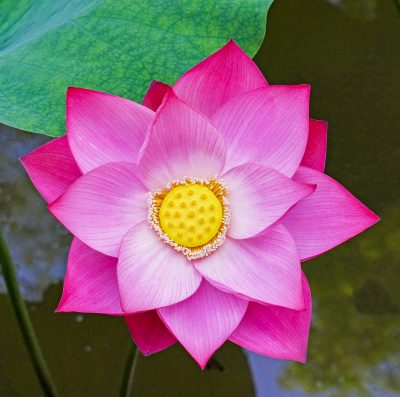 lilac-flower-water